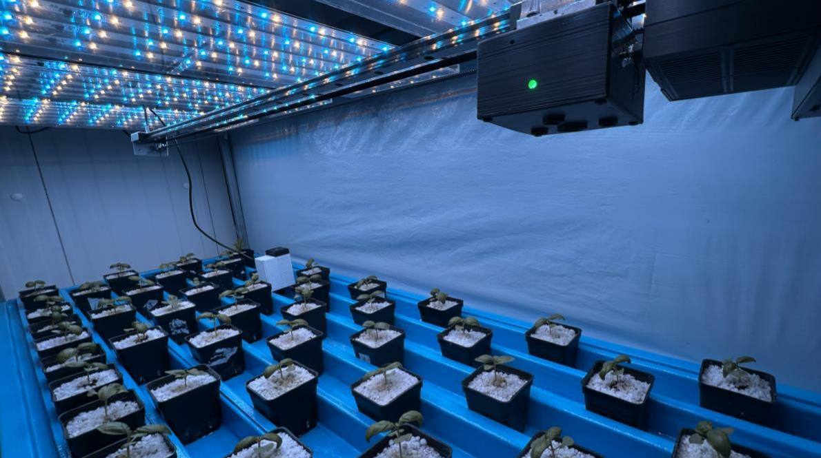 Bancale di coltivazione fuori suolo sotto luci LED, con il sistema NEX installato sopra le piante